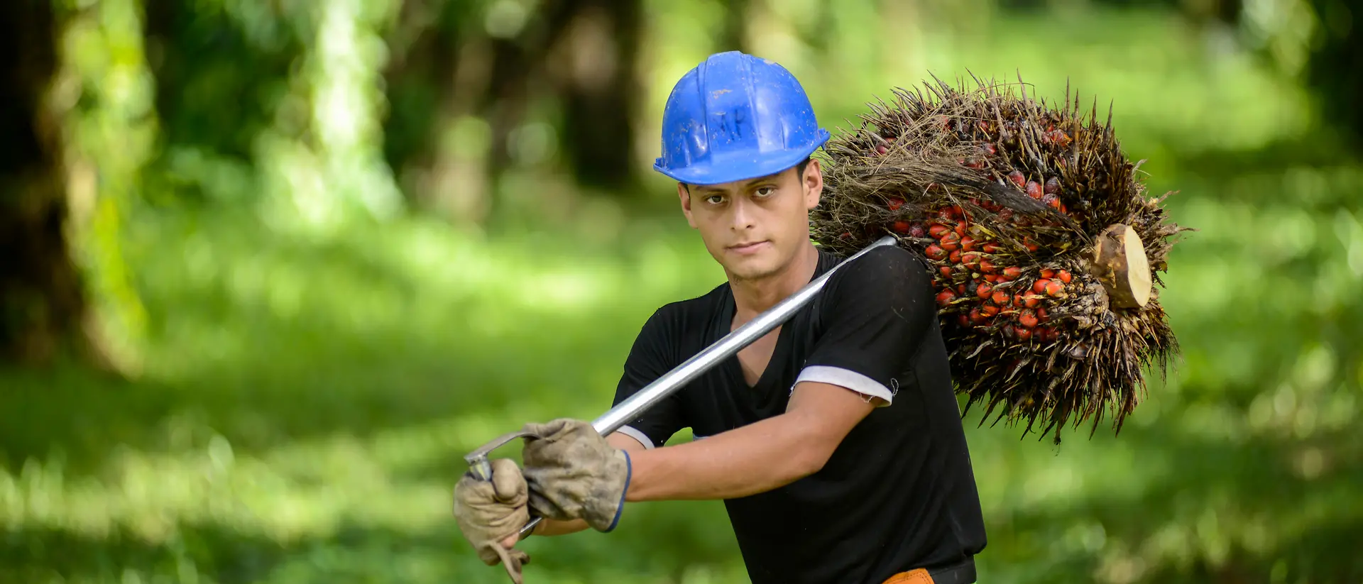 Artisant portant un casque bleu, transportant des fruits de palmier dans une plantation de palmiers