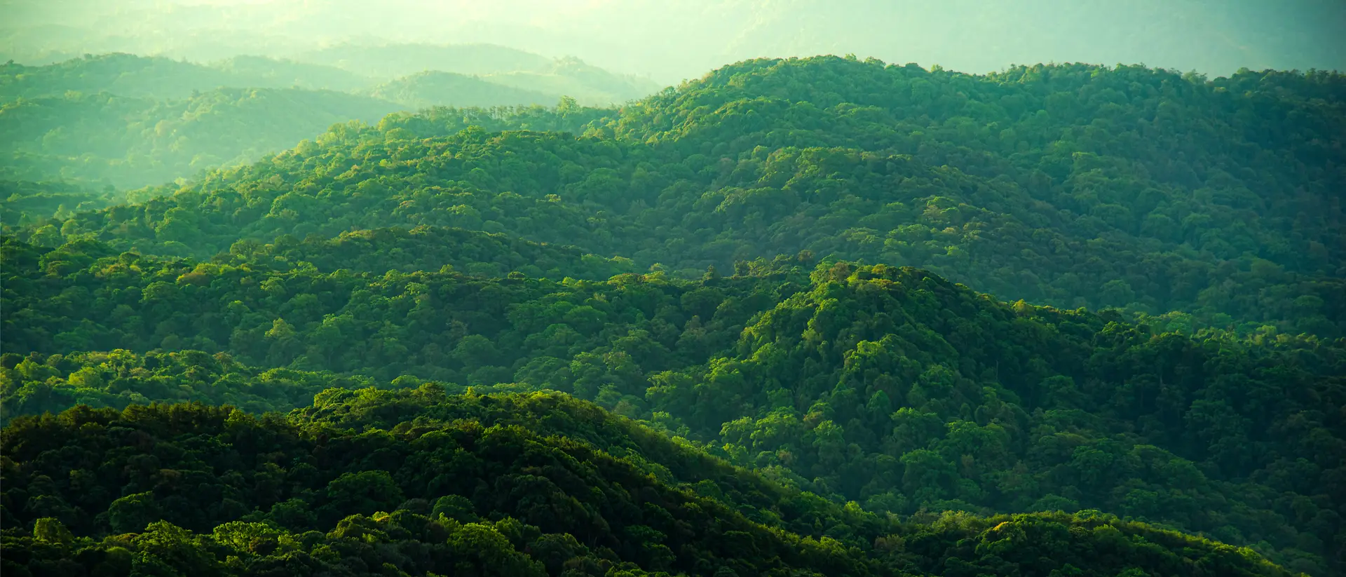 Forêt 