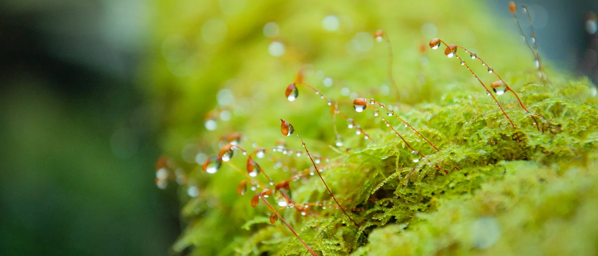 Vue rapprochée d’une mousse d’un vert éclatant, d’où émergent de fins filaments rouges délicats, chacun portant de petites gouttelettes d’eau. L’arrière‑plan est légèrement flouté, mettant en valeur la texture et l’humidité de la mousse.